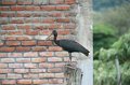 IMG_0978