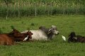 IMG_1947