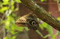 EBL_20151020_152520_007293