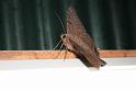 EOS_20081022_2412_1