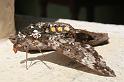 EOS_20081024_2490