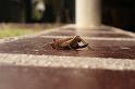 EOS_20081104_3524