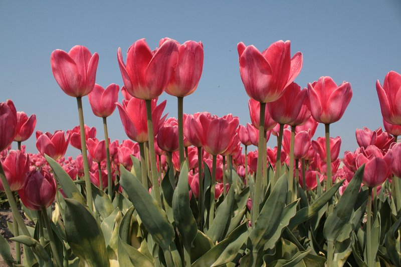 EBL_20110424_010462.JPG