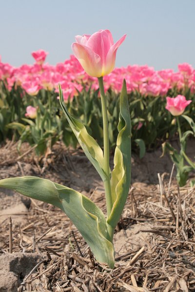 EBL_20110424_010464.JPG