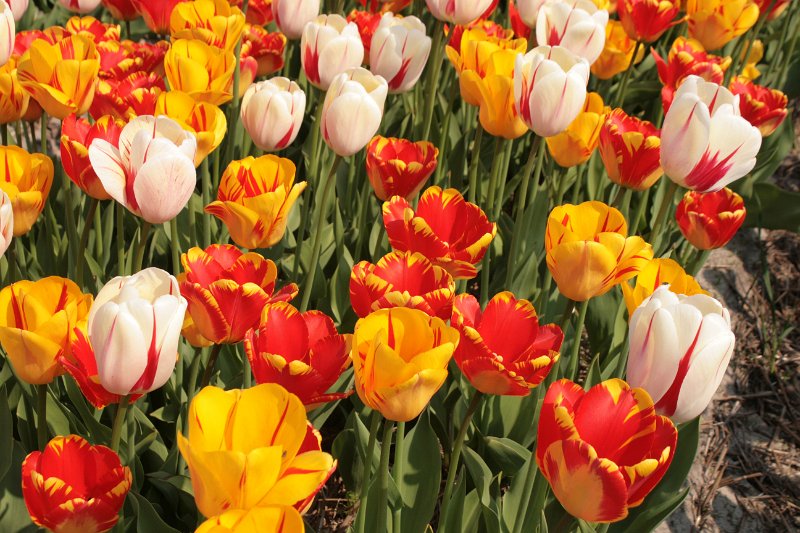 EBL_20110424_010768.JPG