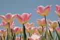 EBL_20110424_010426