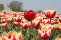 EBL_20110424_010536