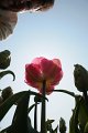 EBL_20110424_010570