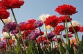 EBL_20110424_010719