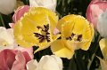 EBL_20110424_010726
