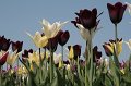 EBL_20110424_010748