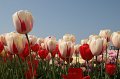 EBL_20110424_010764