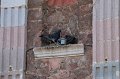 IMG_0915