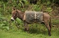 IMG_8002