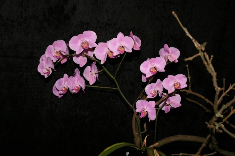 EOS_20080203_0286.JPG