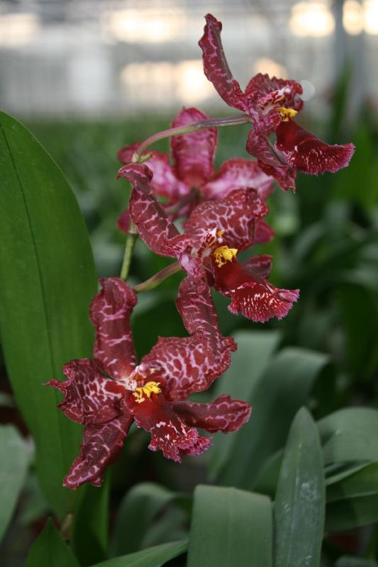 EOS_20080203_0309.JPG