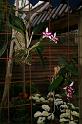 EOS_20080203_0285