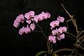 EOS_20080203_0286